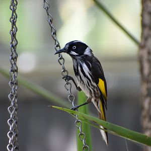 New Holland Honeyeater
