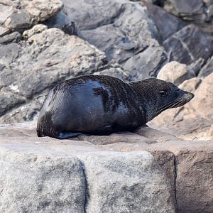 Long-nosed Fur Seal