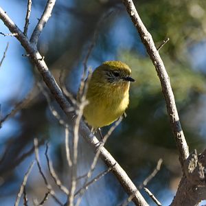 Yellow Thornbill