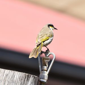 Singing Honeyeater
