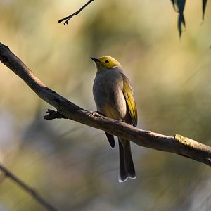 White-plumed Honeyeater