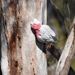 Galah