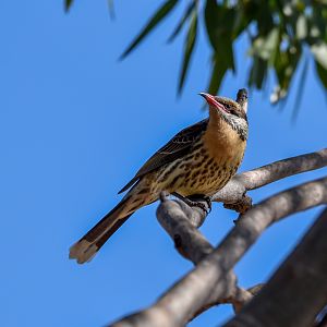 Spiny-cheeked Honeyeater