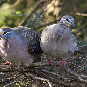 Common Bronzewing