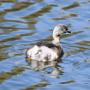 Hoary-headed Grebe