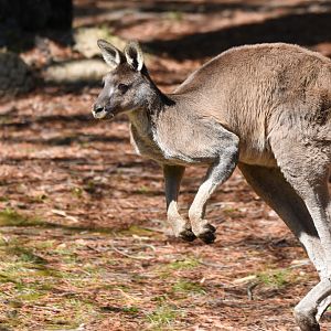 Western Grey Kangaroo