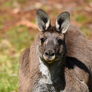 Western Grey Kangaroo