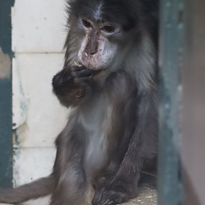 White-naped Mangabey - 6th July 2024