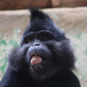 Black Crested Mangabey - 6th July 2024