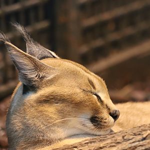 Caracal - 6th July 2024