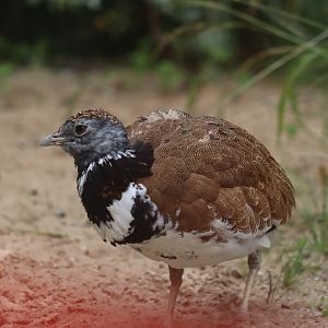 Little Bustard - 6th July 2024