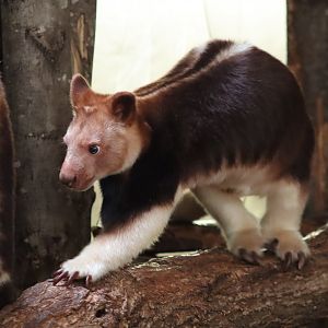 Goodfellow's Tree-kangaroo - 6th July 2024