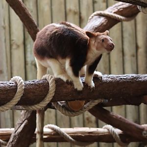 Goodfellow's Tree-kangaroo - 6th July 2024