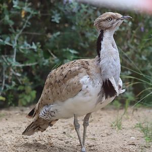 Asian Houbara - 6th July 2024