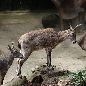 Bharal - 6th July 2024