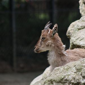 Markhor - 6th July 2024