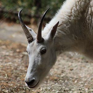 Rocky Mountain Goat - 6th July 2024
