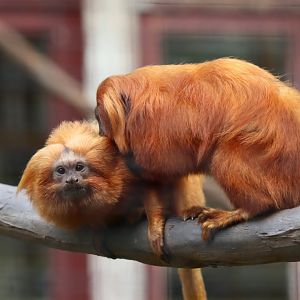 Golden Lion Tamarin - 6th July 2024