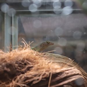 Guadeloupe Anole - 6th July 2024