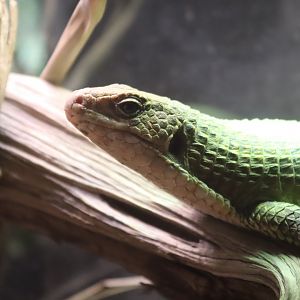 Sudan Plated Lizard - 6th July 2024