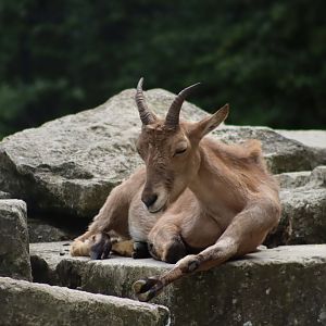 West Caucasian Tur - 6th July 2024