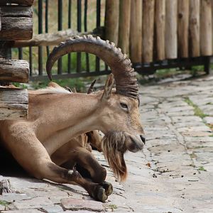 West Caucasian Tur - 6th July 2024