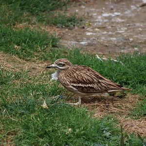 Eurasian Stone-curlew - 6th July 2024