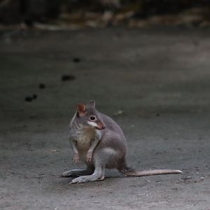 Dusky Pademelon - 6th July 2024