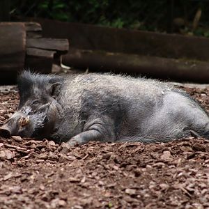 Visayan Warty Pig - 6th July 2024