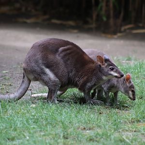 Dusky Pademelon - 6th July 2024