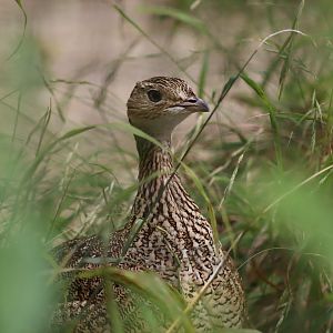 Little Bustard - 6th July 2024