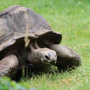 Aldabra Giant Tortoise - 6th July 2024