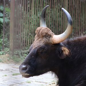 Indian Gaur - 6th July 2024