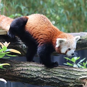 Red Panda - 6th July 2024