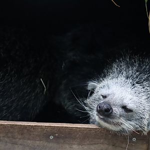 Binturong - 6th July 2024