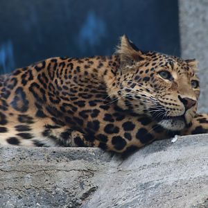 North Chinese Leopard - 6th July 2024