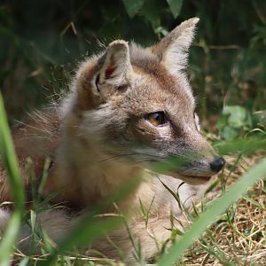 Corsac Fox - 6th July 2024
