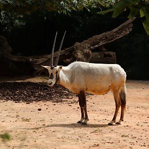 Arabian Oryx - 6th July 2024