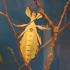 Leaf Insect (Phyllium letiranti 'Tataba') BugParc, 08/2024