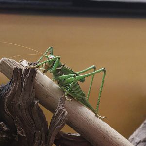 Greater arid-land katydid (Neobarrettia spinosa) BugParc, 08/2024