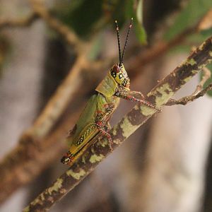 Variegated grasshopper (Zonocerus variegatus) BugParc 08/2024