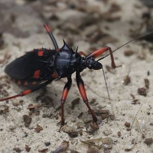 Horrid king assassin bug (Psyttala horrida) BugParc 08/2024