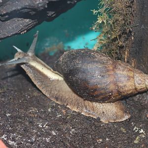 African land snail (Achatina balteata) BugParc, 08/2024