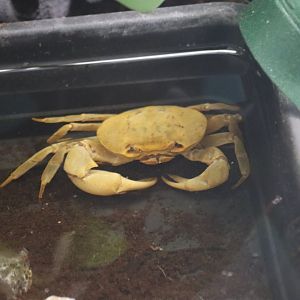 Banana crab (Terrathelphusa sp. Kaufen) BugParc, 08/2024