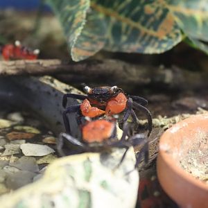 Vampire crab (Geosesarma hagen) BugParc, 08/2024