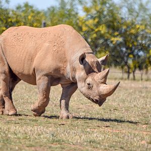 South-central Black Rhino