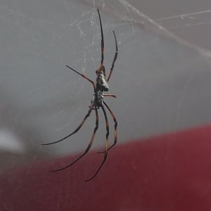 Redleg orbweaver (Trichonephila inaurata) BugParc, 08/2024