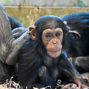 Chimp infant