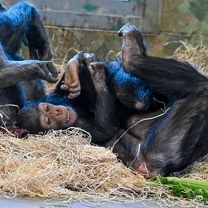 Chimp infants playing