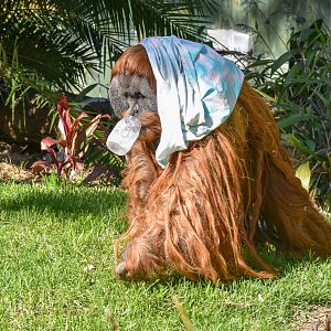 Sumatran Orangutan - male Kluet